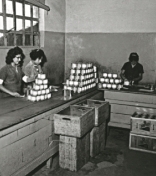 colaboradoras fabrica suvinil anos 60 Colaboradores trabalhando em uma fábrica da Suvinil nos anos 60.